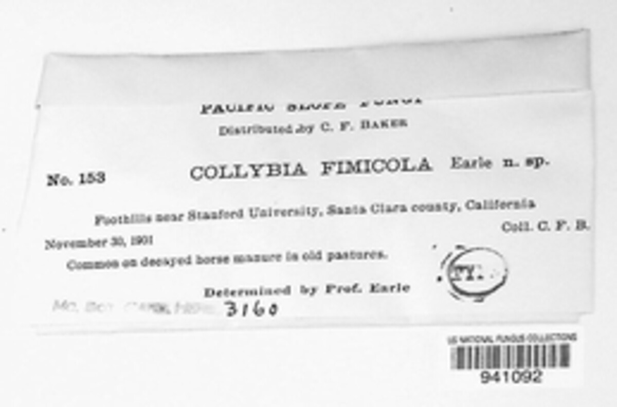 Collybia fimicola image